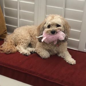 Meet your Posher, Janie